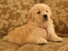 爱宠乐犬舍