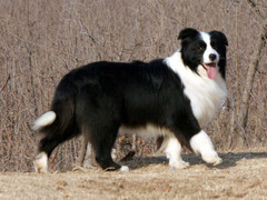 宏大犬业