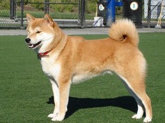 至尊犬舍