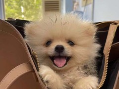 温州波尔多犬