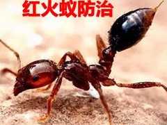 佛山白蚁防治所