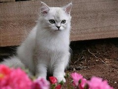 银川纯种猫咪