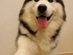 无锡西帕基犬