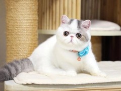 兰州缅因猫价格