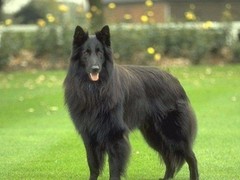 至尊犬舍