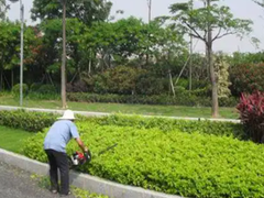 苏州办公室绿植租赁