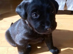 保定迷你贝吉格里芬凡丁犬