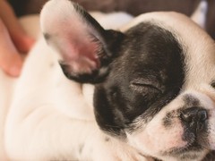 众信犬舍