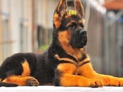 亨达犬业