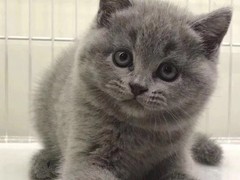 可乐猫咪苑