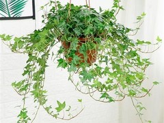 天津除醛环保科技有限公司