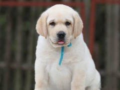 广东铃铛犬舍繁殖基地