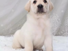 爱宠乐犬舍