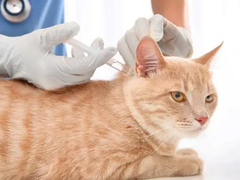 西安宠物猫医院