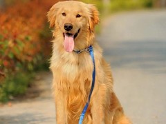 包头阿富汗猎犬领养