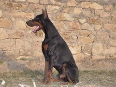 豆豆犬舍