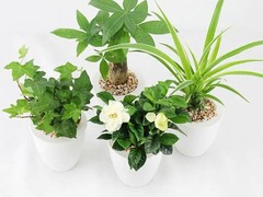 聊城园林养护
