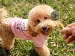 东莞猎兔犬