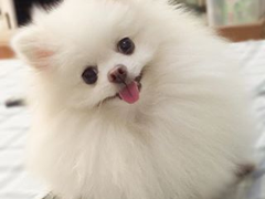 潍坊迦南犬