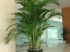 天津绿红园花卉有限公司