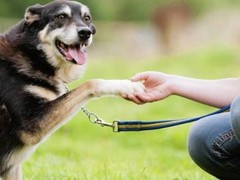 湖州训犬基地
