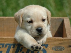 玉龙犬舍