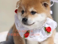 广东退伍兵犬舍