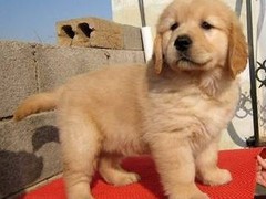 广东真顺犬业