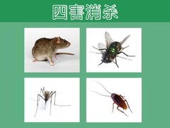 绵阳灭鼠公司
