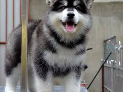 爱宠乐犬舍