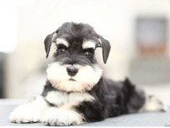 广东铃铛犬舍繁殖基地