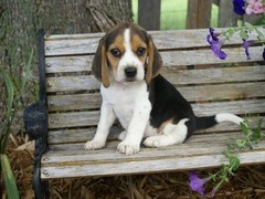 绵阳西施犬