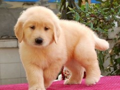 雷克萨斯~尨犬舍