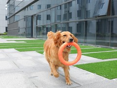绍兴训犬学校