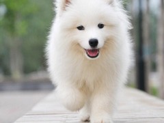 安安犬舍