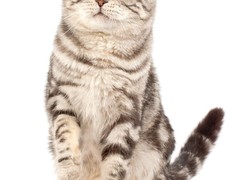 兰州缅因猫价格