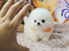 犬舍繁殖基地