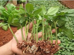 杜氏春德花卉种植基地