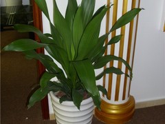 海口滨江鲜花绿植园圃
