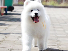 爱宠乐犬舍