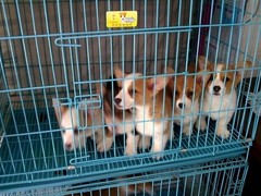 广东真顺犬业