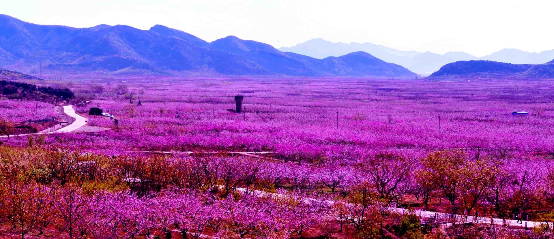 2019年北京平谷桃花节一日游线路策划,平谷桃花节_北京东晓新越酒店