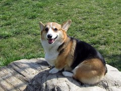 豆豆犬舍