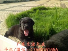 广东退伍兵犬舍