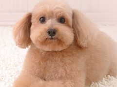 镇江训犬基地