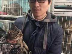 上海松江区流浪猫宠物猫流浪狗小动物救助领养救援收容收养中心站