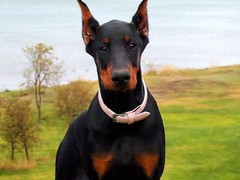 福州比格猎犬