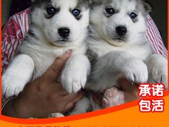 信达猎犬专业养殖基地