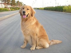 廊坊硬毛指示格里芬犬