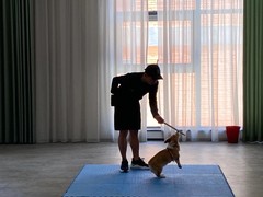 泉州训犬基地